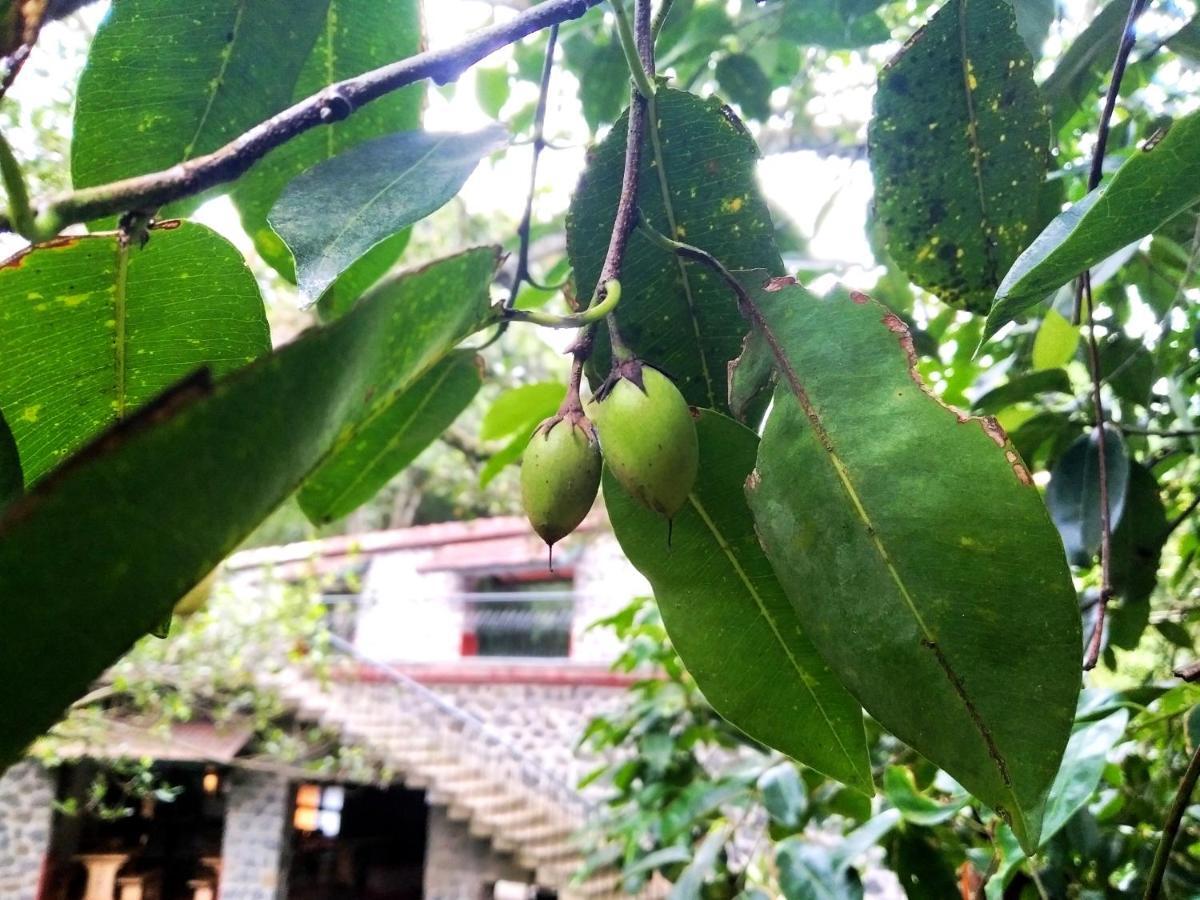 Wildernest Bed & Breakfast Thekkady Exterior photo